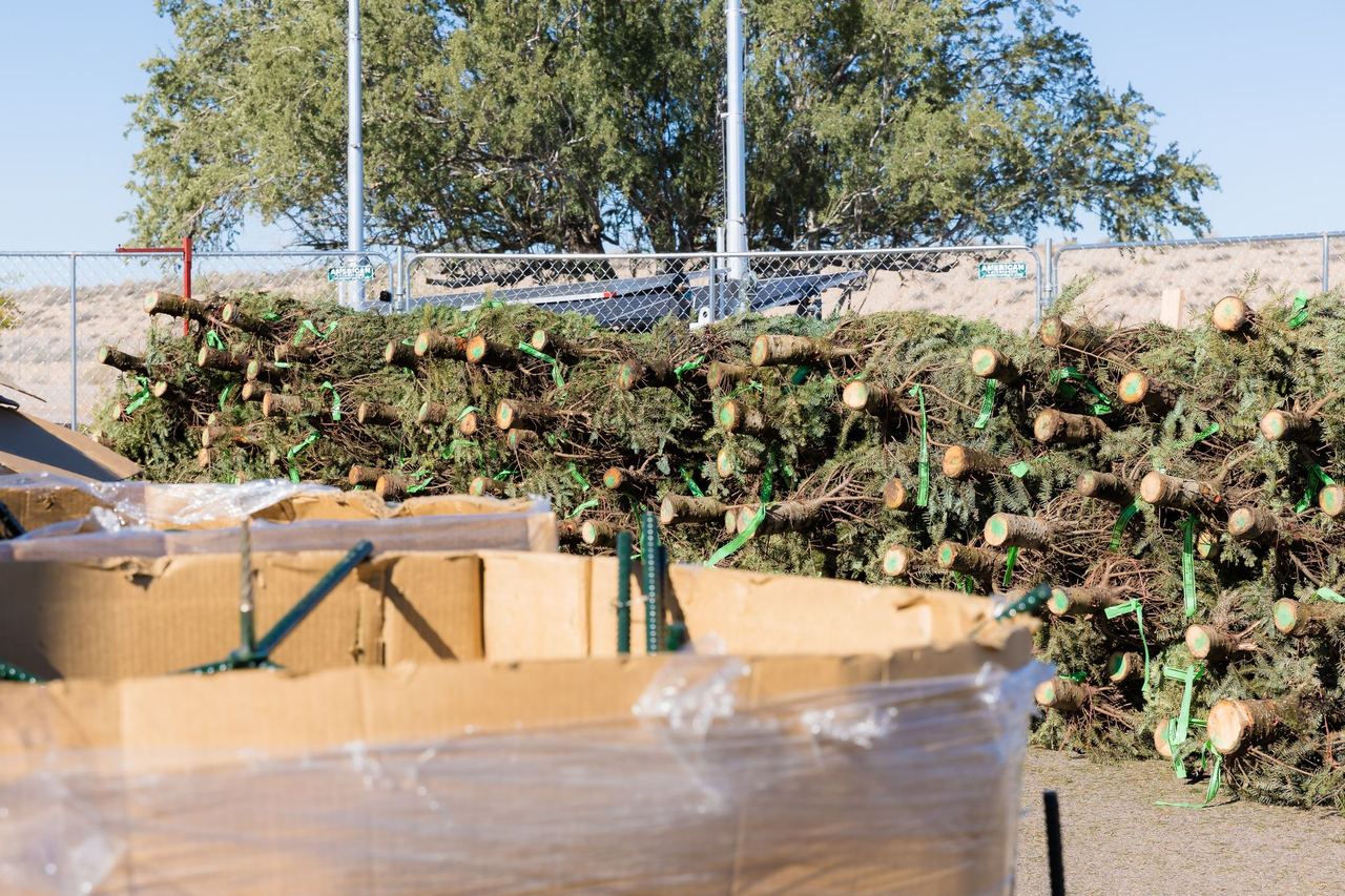 Trees arriving from the farm, unloaded at the lot