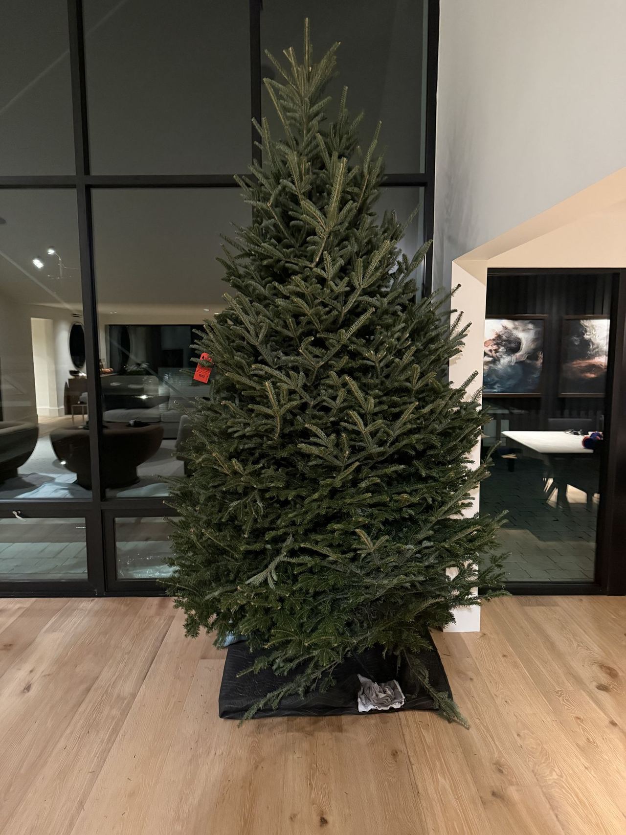 A Noble fir set up in a living room
