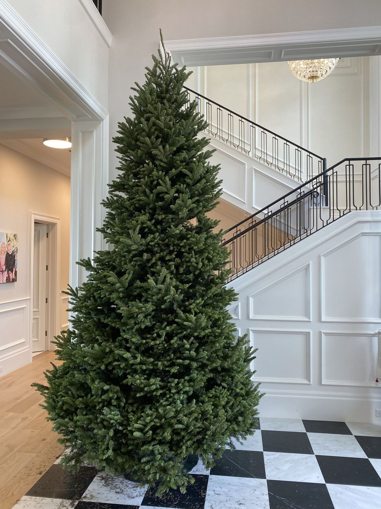 A tall Noble fir set up in a customer's entry