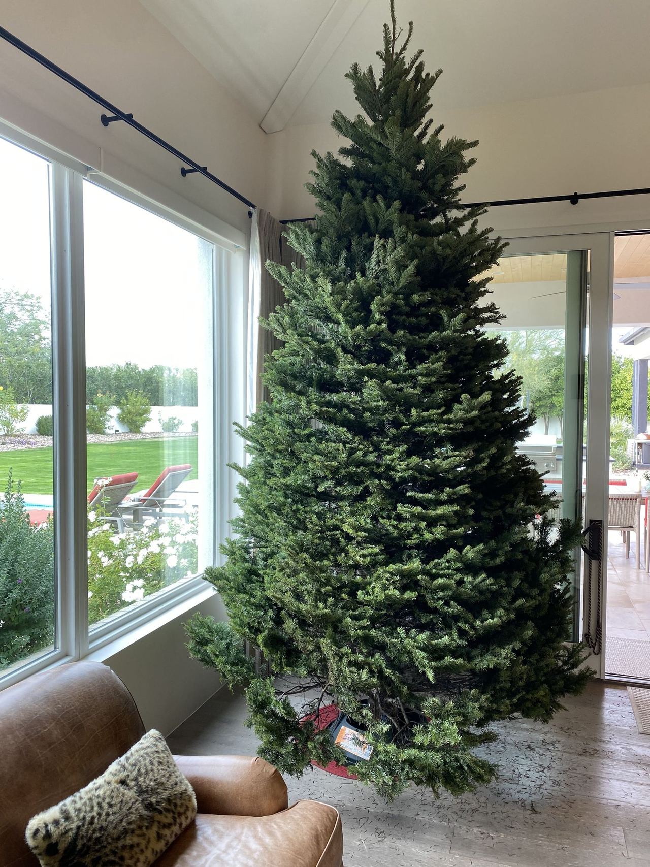 A Noble fir set up by a window