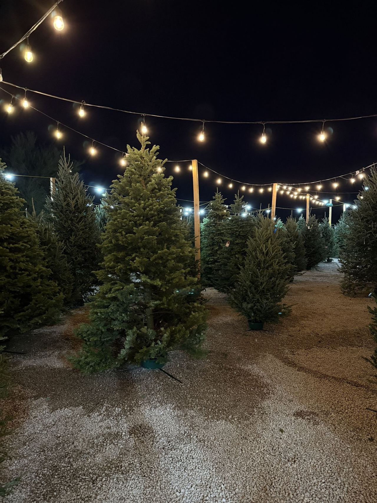 Noble firs on the lot at night