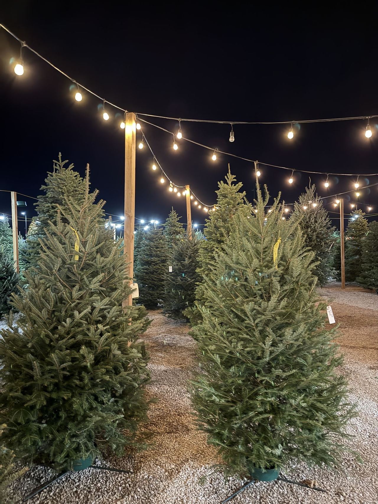 Noble firs standing on the lot at night