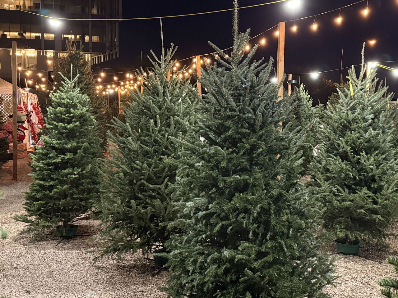 The Wagner lot at night, rows of Noble firs under string lights